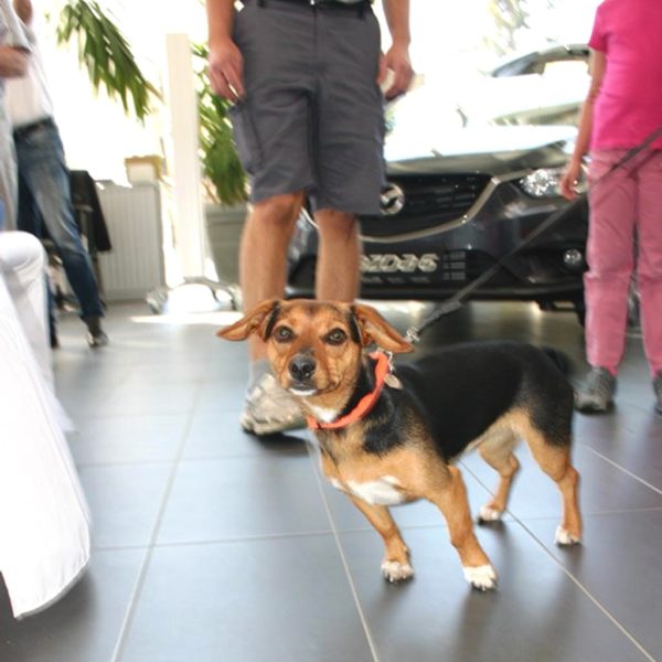 Herbstfest 2013 - Autohaus Koller | Mazda & Ford Händler