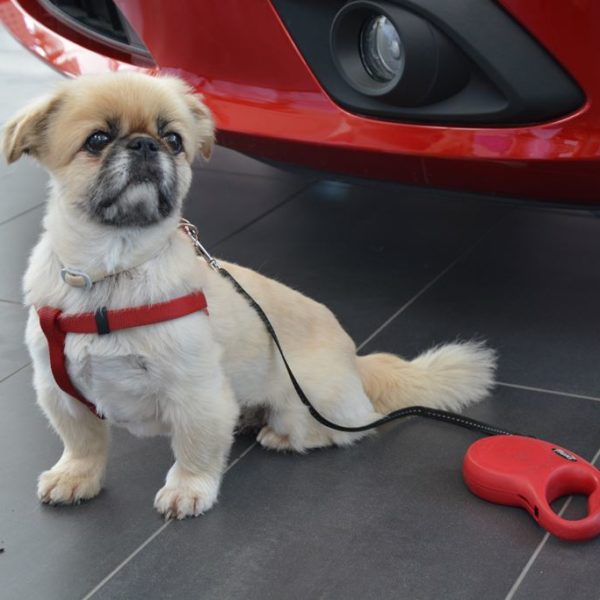 Herbstfest 2016 - Autohaus Koller | Mazda & Ford Händler