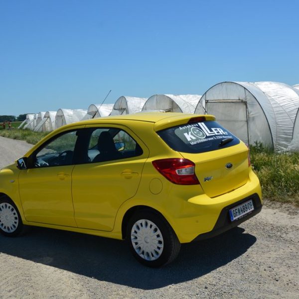 Sommerfest 2017 - Autohaus Koller | Mazda & Ford Händler