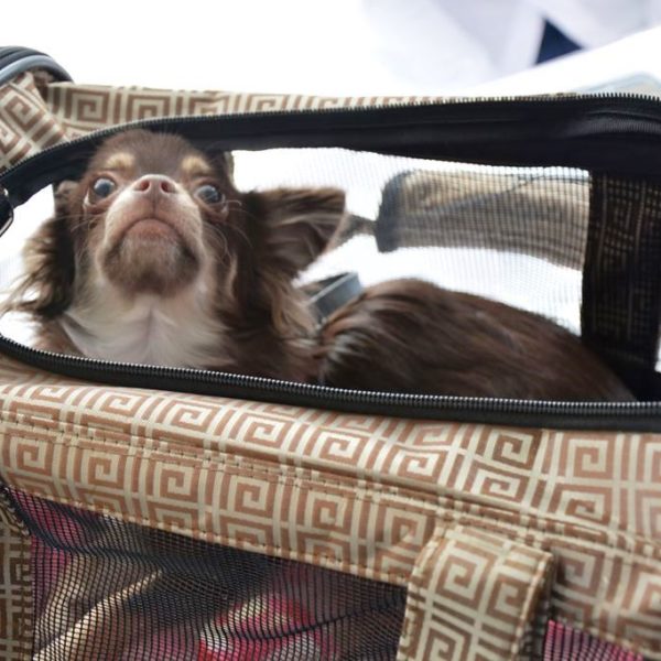 Frühlingsfest 2017 - Autohaus Koller | Mazda & Ford Händler