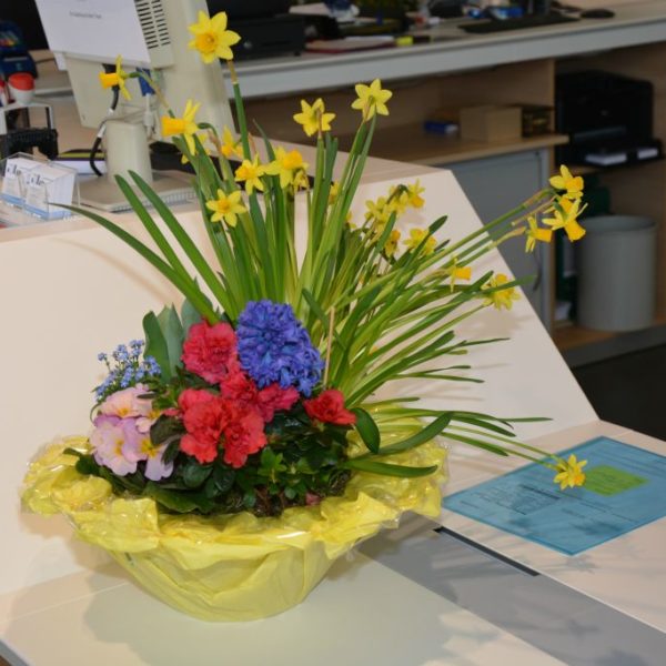 Frühlingsfest 2018 - Autohaus Koller | Mazda & Ford Händler